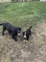 Waffles, a female Bernese Mountain Dog for sale in Calhan, CO – Photo 5 of 10