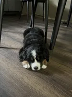 Waffles, a female Bernese Mountain Dog for sale in Calhan, CO – Photo 8 of 10