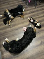 Waffles, a female Bernese Mountain Dog for sale in Calhan, CO – Photo 9 of 10