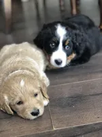 Waffles, a female Bernese Mountain Dog for sale in Calhan, CO – Photo 4 of 10