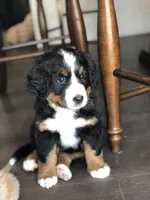 Waffles, a female Bernese Mountain Dog for sale in Calhan, CO – Photo 2 of 10