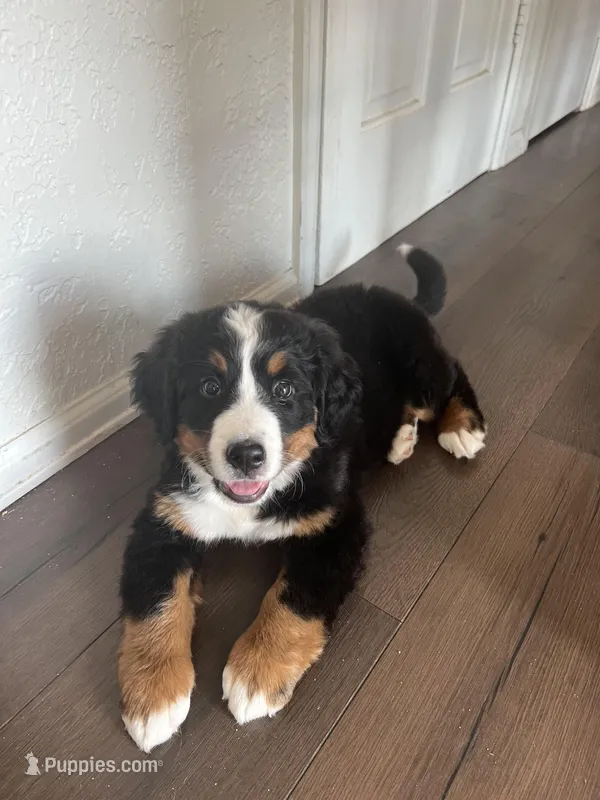 Waffles, a female Bernese Mountain Dog for sale in Calhan, CO – Photo 1 of 10
