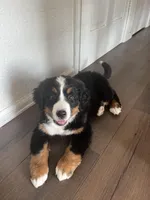 Waffles, a female Bernese Mountain Dog for sale in Calhan, CO – Photo 1 of 10