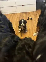 Waffles, a female Bernese Mountain Dog for sale in Calhan, CO – Photo 7 of 10