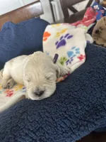 Purple , a female English Cream Golden Retriever for sale in Calhan, CO – 4 of 6