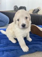 Ghost, a male Poodle - Standard  and Golden Mountain Dog for sale in Calhan, CO – 4 of 6