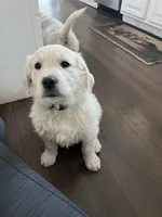 Deeds, a male English Cream Golden Retriever for sale in Calhan, CO – Photo 2 of 3