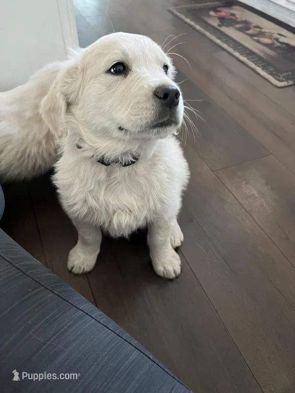Deeds, a male English Cream Golden Retriever for sale in Calhan, CO – Photo 1 of 3