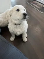Deeds, a male English Cream Golden Retriever for sale in Calhan, CO – Photo 1 of 3