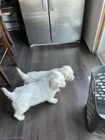 Deeds, a male English Cream Golden Retriever for sale in Calhan, CO – Photo 3 of 3