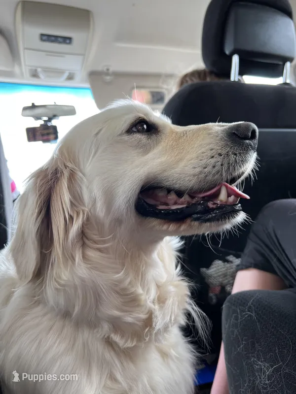 Nova, a female English Cream Golden Retriever for sale in Calhan, CO – Photo 1 of 2