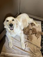 Nova, a female English Cream Golden Retriever for sale in Calhan, CO – Photo 2 of 2