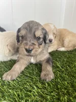 Medusa , a female Poodle - Standard  and Golden Mountain Dog for sale in Calhan, CO – 5 of 8