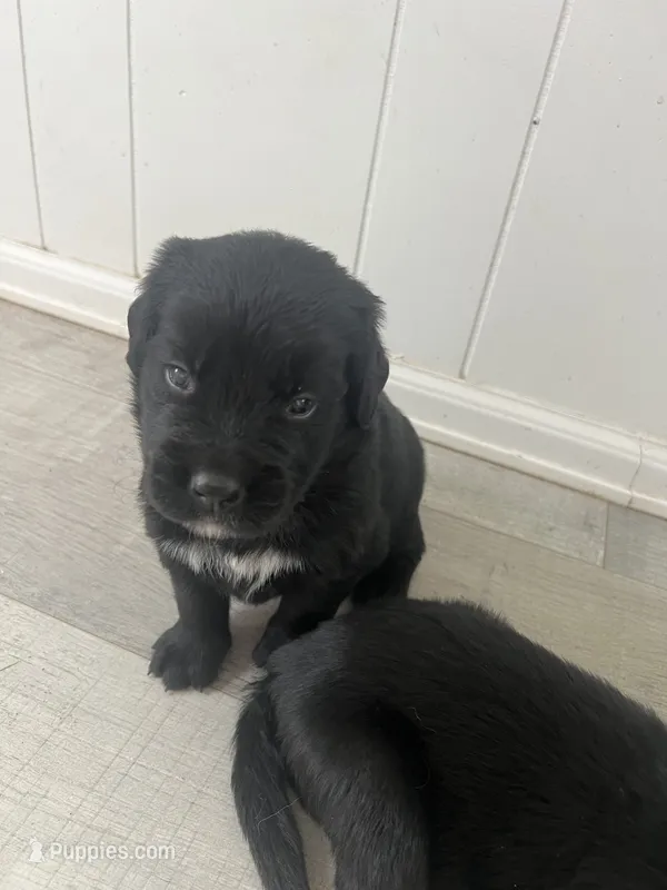 Ned – Bernese Mountain Dog, English Cream Golden Retriever puppy for sale in Calhan, CO