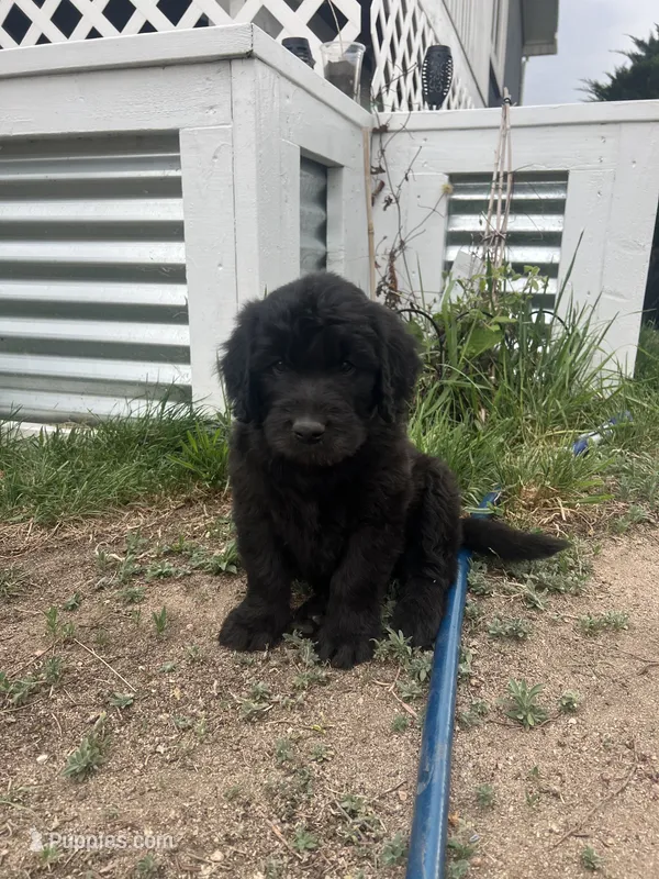 King – Goldendoodle puppy for sale in Calhan, CO