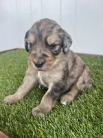 Medusa , a female Poodle - Standard  and Golden Mountain Dog for sale in Calhan, CO – 7 of 8