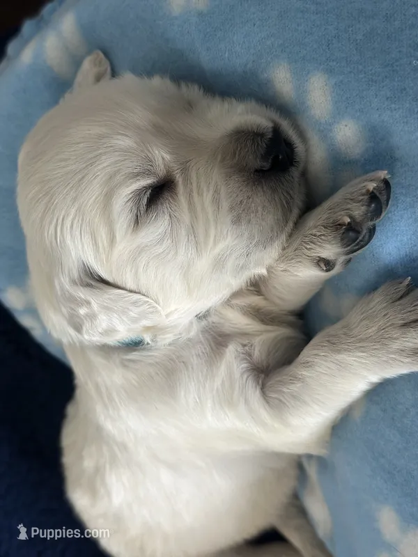 Blue Boy – English Cream Golden Retriever puppy for sale in Calhan, CO