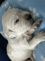 Blue Boy, a male English Cream Golden Retriever for sale in Calhan, CO – 3 of 7