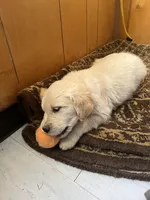 Henry Roth, a male English Cream Golden Retriever for sale in Calhan, CO – Photo 5 of 5