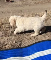 Henry Roth, a male English Cream Golden Retriever for sale in Calhan, CO – Photo 3 of 5