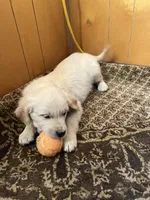Henry Roth, a male English Cream Golden Retriever for sale in Calhan, CO – Photo 4 of 5