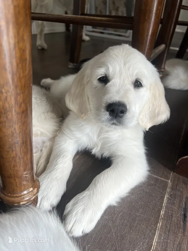 Kennedy – English Cream Golden Retriever puppy for sale in Calhan, CO