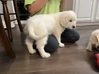 May Litter, a  English Cream Golden Retriever for sale in Calhan, CO – Photo 2 of 7