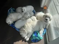 May Litter, a  English Cream Golden Retriever for sale in Calhan, CO – Photo 3 of 7