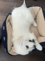 May Litter, a  English Cream Golden Retriever for sale in Calhan, CO – Photo 6 of 7