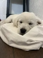 May Litter, a  English Cream Golden Retriever for sale in Calhan, CO – Photo 5 of 7