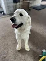 May Litter, a  English Cream Golden Retriever for sale in Calhan, CO – Photo 7 of 7