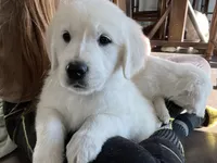 May Litter, a  English Cream Golden Retriever for sale in Calhan, CO – Photo 1 of 7