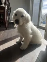 May Litter, a  English Cream Golden Retriever for sale in Calhan, CO – Photo 4 of 7
