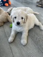 Ghost, a male Poodle - Standard  and Golden Mountain Dog for sale in Calhan, CO – 6 of 6