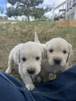 Lincoln, a male English Cream Golden Retriever for sale in Calhan, CO – 2 of 2