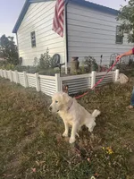 Winston - OFA Tested, a male Golden Retriever for sale in Calhan, CO – Photo 5 of 5