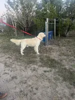 Winston - OFA Tested, a male Golden Retriever for sale in Calhan, CO – Photo 2 of 5
