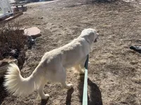 Winston - OFA Tested, a male Golden Retriever for sale in Calhan, CO – Photo 4 of 5