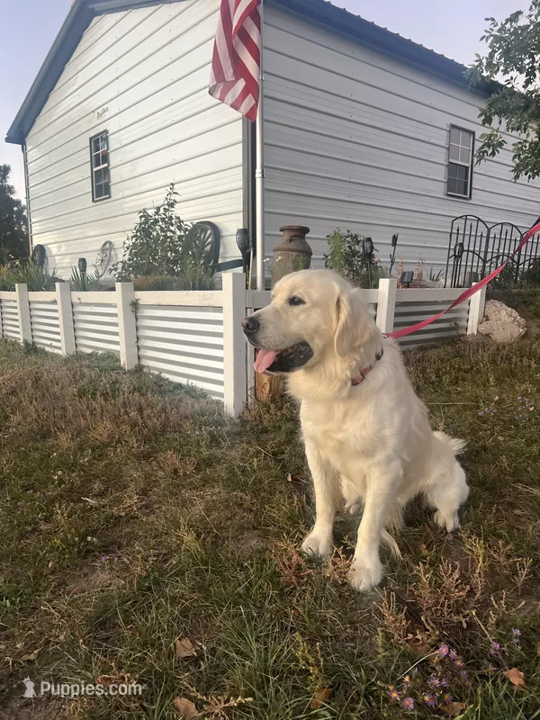 Winston - OFA Tested