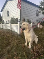 Winston - OFA Tested, a male Golden Retriever for sale in Calhan, CO – Photo 1 of 5