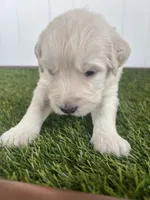 Frankenstein, a male Poodle - Standard  and Golden Mountain Dog for sale in Calhan, CO – 2 of 4