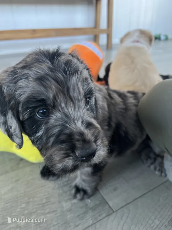 Dracula – Poodle - Standard , Golden Mountain Dog puppy for sale in Calhan, CO