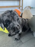 Dracula, a male Poodle - Standard  and Golden Mountain Dog for sale in Calhan, CO – 1 of 4