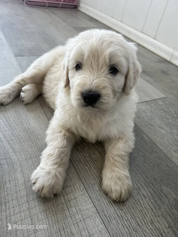 Frankenstein – Poodle - Standard , Golden Mountain Dog puppy for sale in Calhan, CO