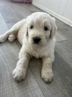Frankenstein, a male Poodle - Standard  and Golden Mountain Dog for sale in Calhan, CO – 1 of 4