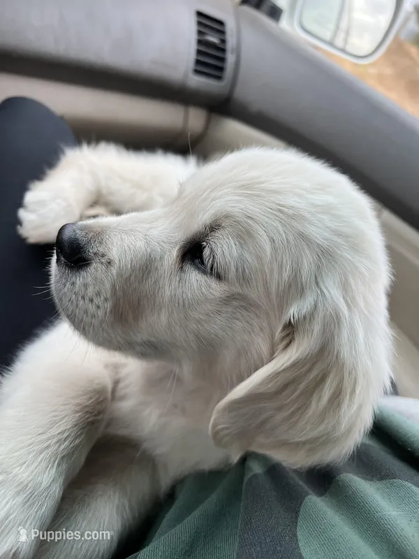 Flynn, a male English Cream Golden Retriever for sale in Calhan, CO – Photo 1 of 2