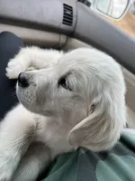 Flynn, a male English Cream Golden Retriever for sale in Calhan, CO – Photo 1 of 2