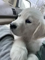 Flynn, a male English Cream Golden Retriever for sale in Calhan, CO – Photo 2 of 2