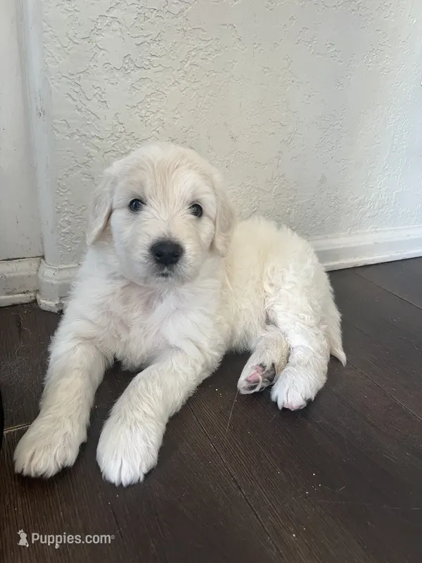 Jack – Goldendoodle puppy for sale in Calhan, CO