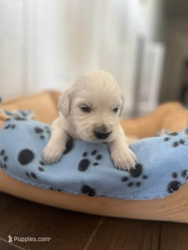 Blue Boy – English Cream Golden Retriever puppy for sale in Calhan, CO